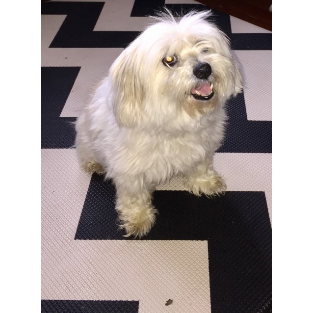 Molly Small Female Maltese X Shih Tzu X Silky Terrier Mix Dog In Qld Petrescue