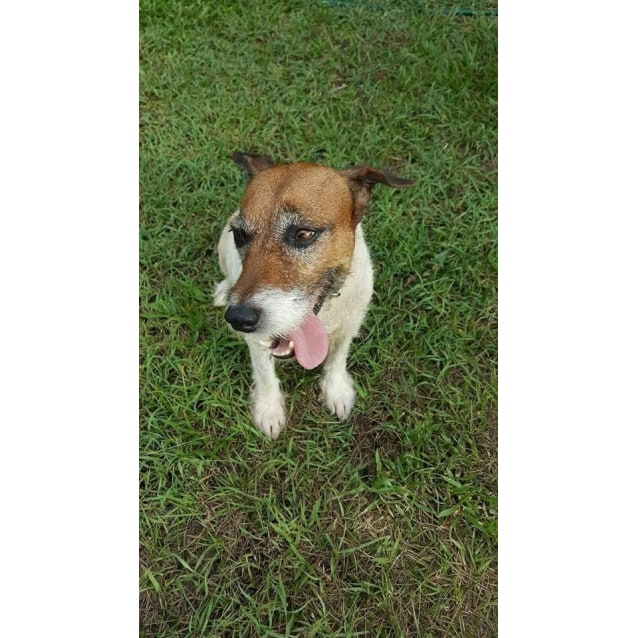 Maya Small Female Jack Russell Terrier Mix Dog In Nt Petrescue