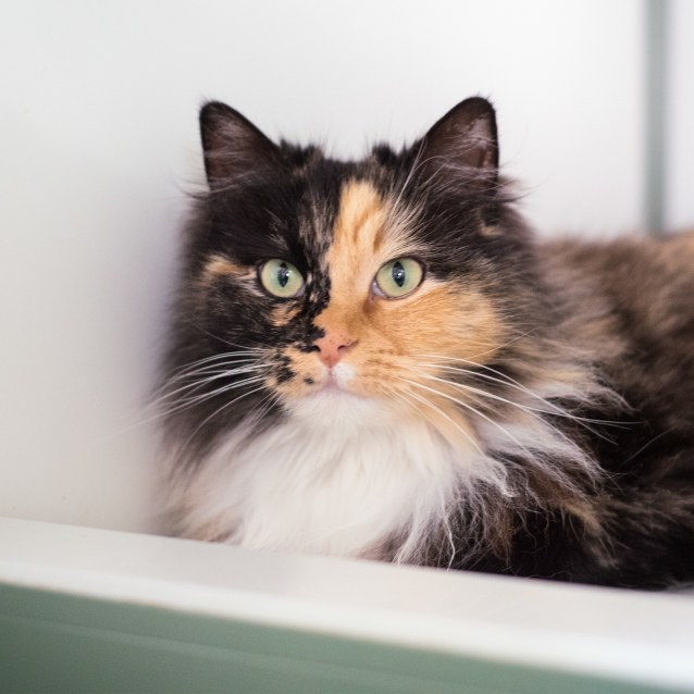 Nikita Female Domestic Medium Hair Cat in VIC PetRescue