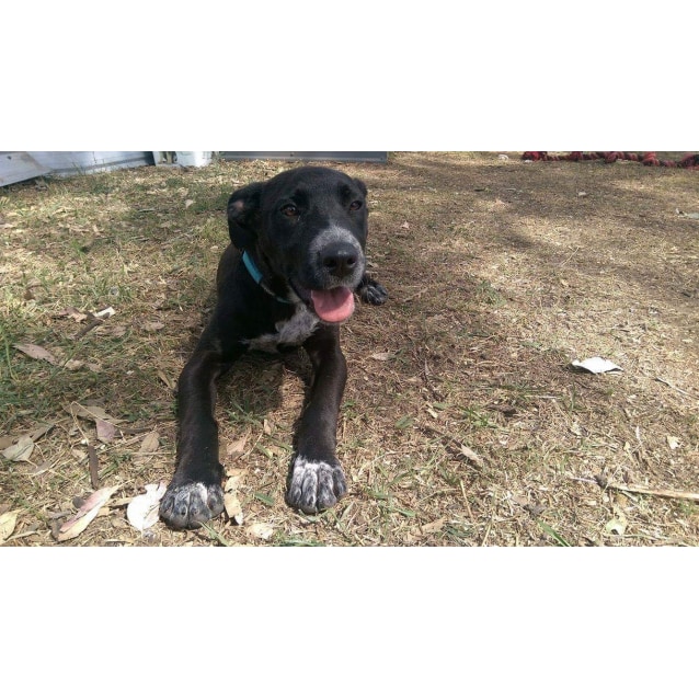 Shelley Medium Female Border Collie x German Shorthaired Pointer Mix