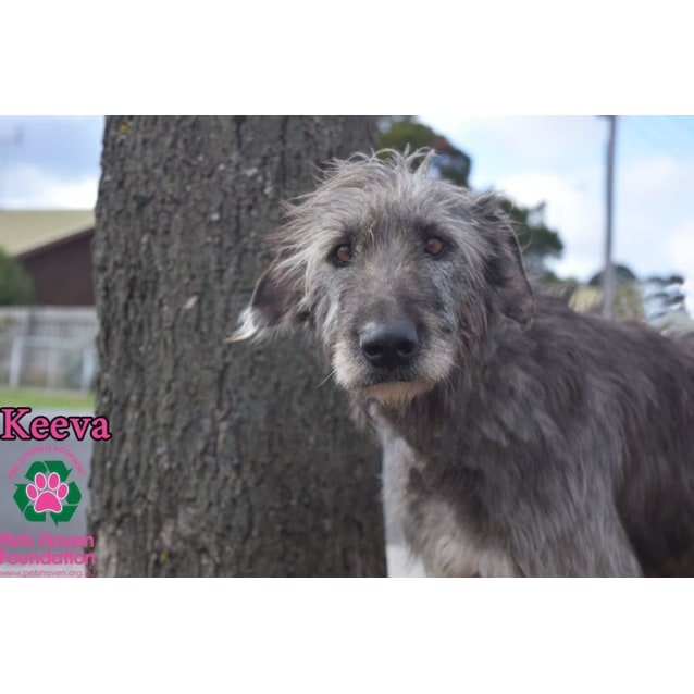 wolfhounds for adoption