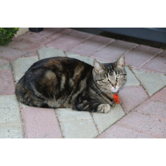 Indie Female Domestic Short Hair Mix Cat In Wa Petrescue