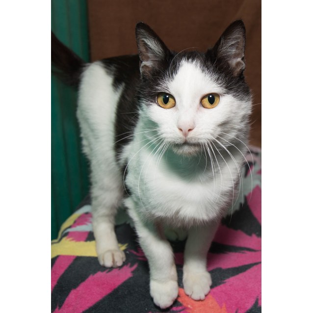 Munchkin Male Domestic Short Hair Mix Cat In Nsw Petrescue