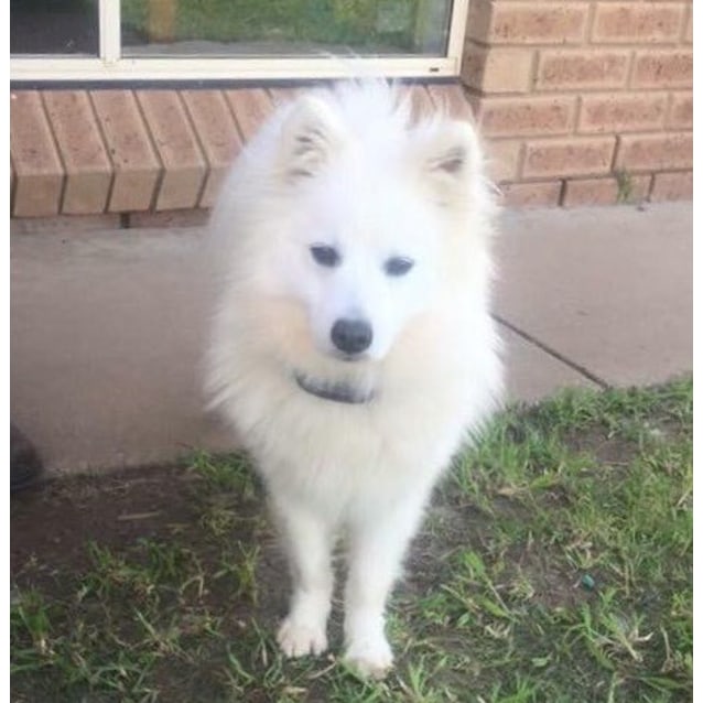 Tiki Small Female Spitz Dog In Nsw Petrescue