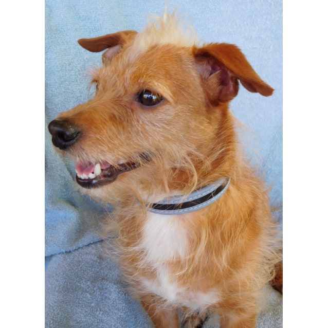 jack russell in chinese
