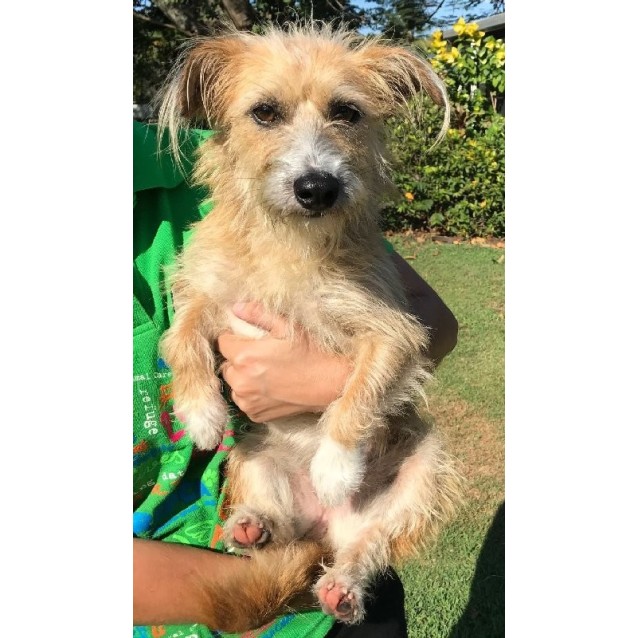 Jack Russell Australian Terrier Mix 2025