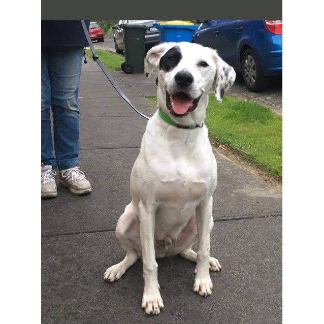 Tommy Medium Male Border Collie X German Shorthaired Pointer Mix