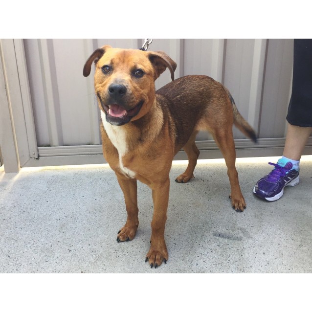 staffy golden retriever cross