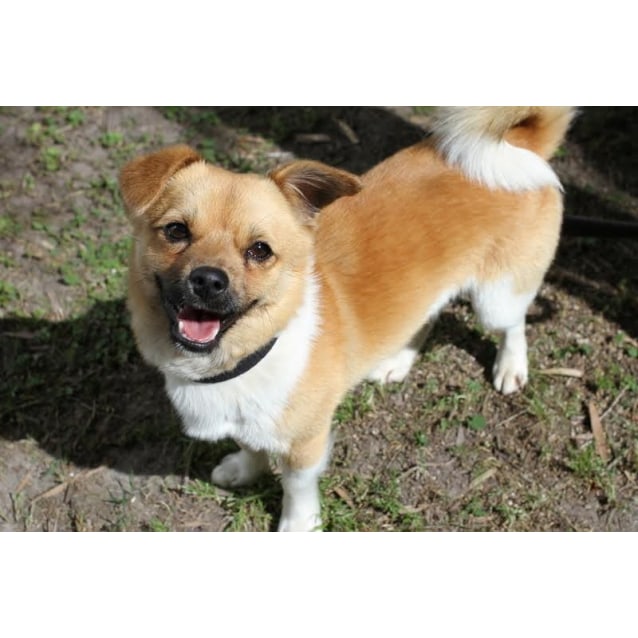 jack russell spaniel