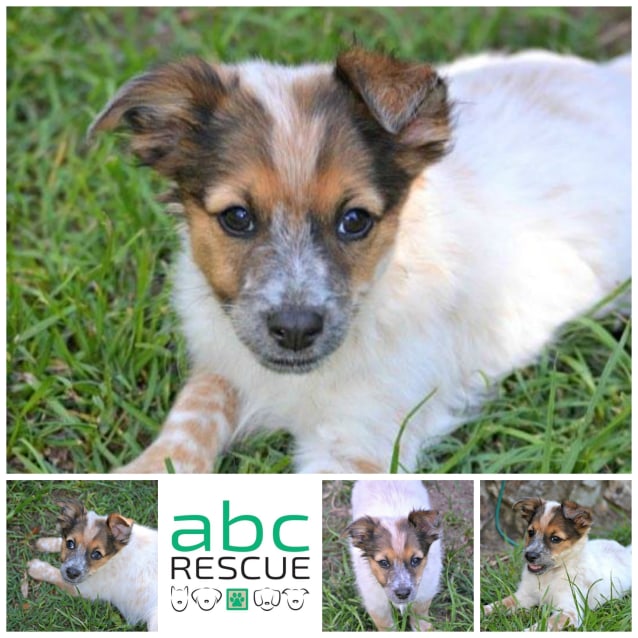 cattle dog x maltese