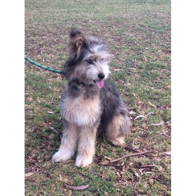 tibetan terrier cross bearded collie