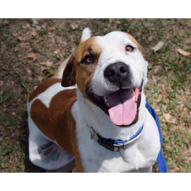 beagle staffordshire terrier mix