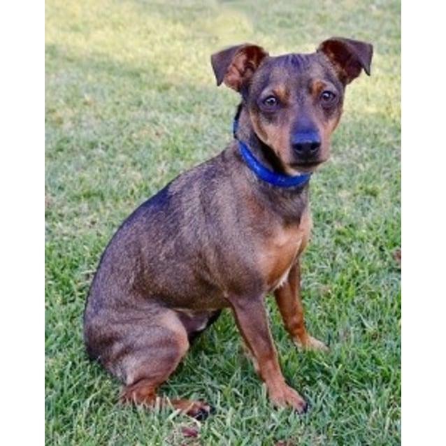 Chad Small Male Dachshund X Mini Pinscher Mix Dog In Nsw Petrescue
