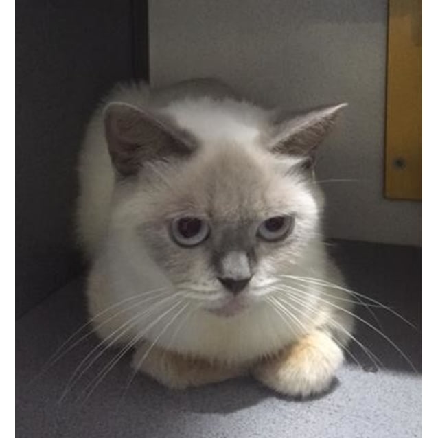 lavender burmese cat