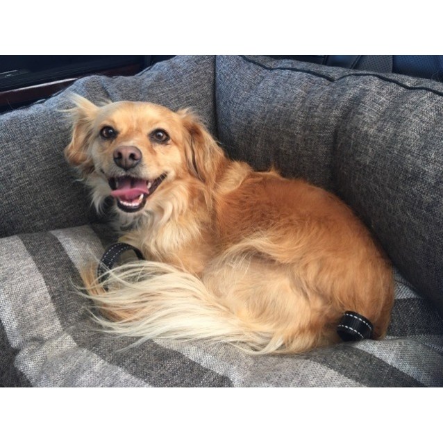 pomeranian cavalier king charles spaniel mix