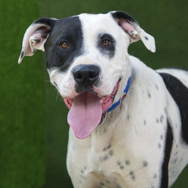 Kyda - Large Male American Bulldog x Great Dane Mix Dog in QLD - PetRescue