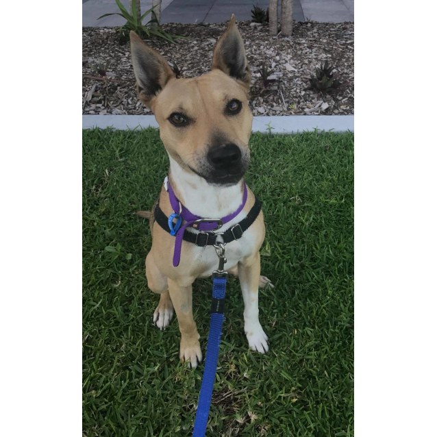 basenji staffordshire mix