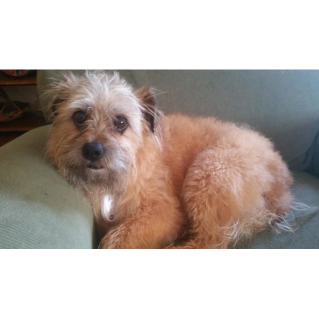 Hairy Maclary Small Male Silky Terrier Mix Dog In VIC PetRescue