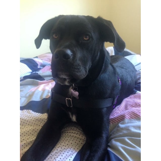Abbie Medium Female Huntaway x Labrador Dog in WA PetRescue