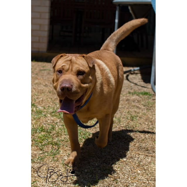 shar pei red heeler mix