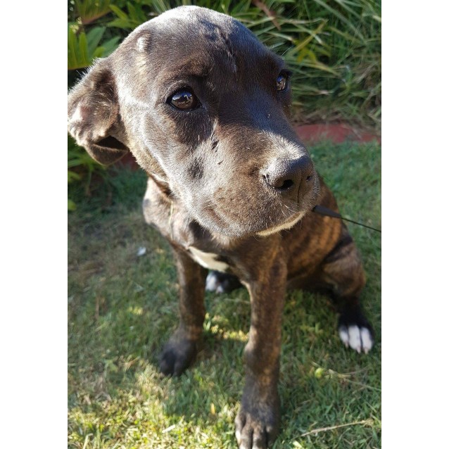 Sally Medium Female German Shepherd x Labrador x Neapolitan Mastiff