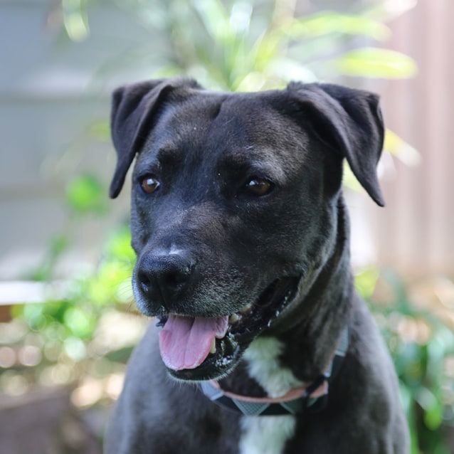 Smiley 7yo Lab x Staffy girl (on trial 16/12/16) Large Female