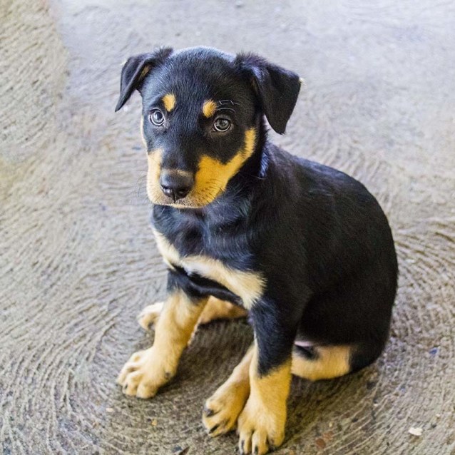 kelpie x huntaway puppies