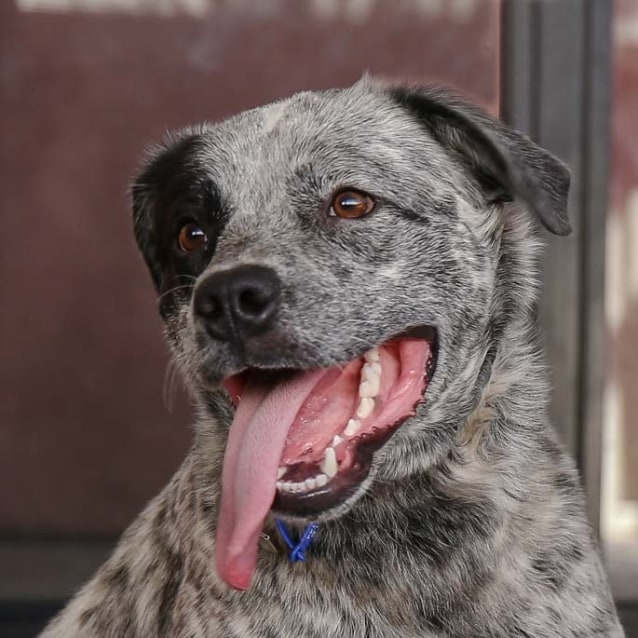 Sootie Cattle dog x Staffy (On Trial 1/3/17) Medium Male Australian