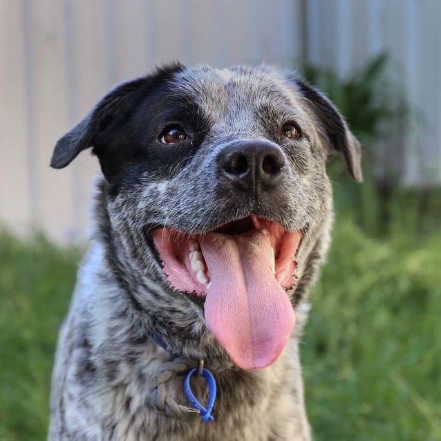 Pet Adoption Blue Heeler Cross Staffy Staffy Puppies American