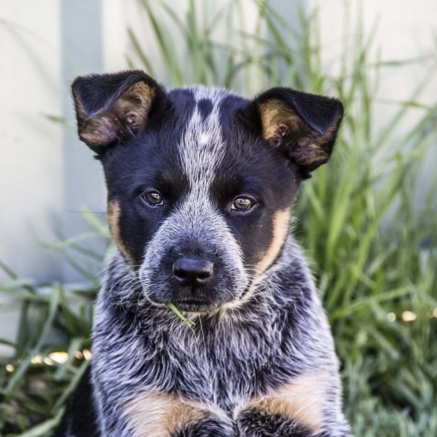 Bonnie ~female Blue Cattle pup (on trial 20/11/16) - Medium Female ...