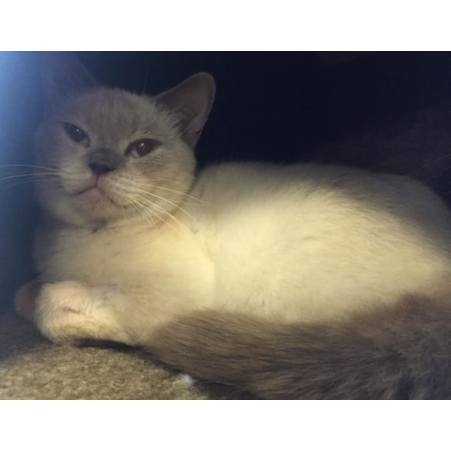 lavender burmese cat