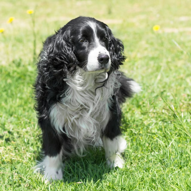 Digby 74601 Medium Male Border Collie X Cocker Spaniel English