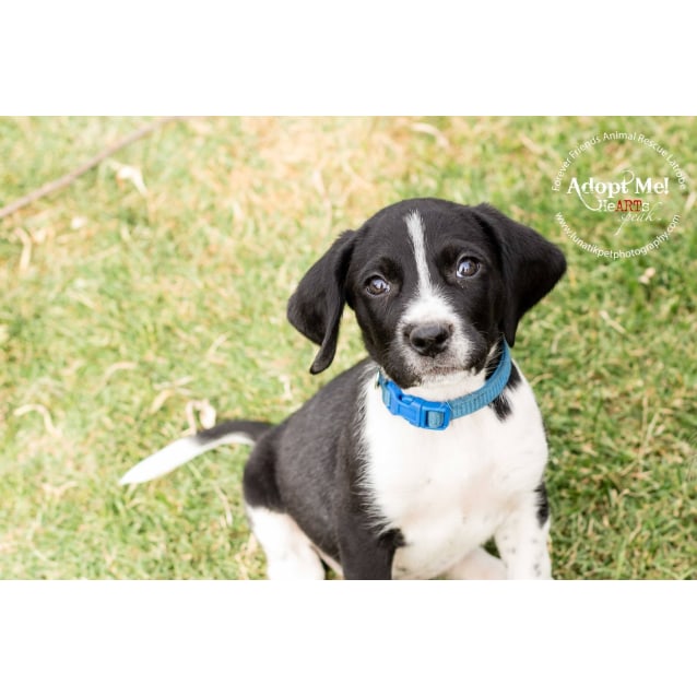 Freckles Medium Female Beagle X German Wirehaired Pointer X