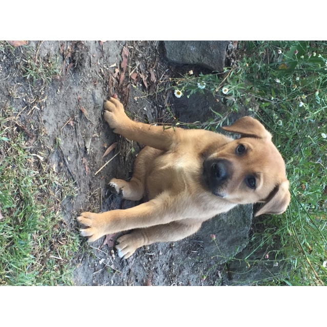 rspca labrador adoption