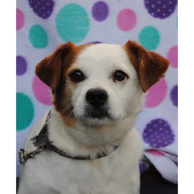 Gilbert Medium Male Cavalier King Charles Spaniel X Jack Russell