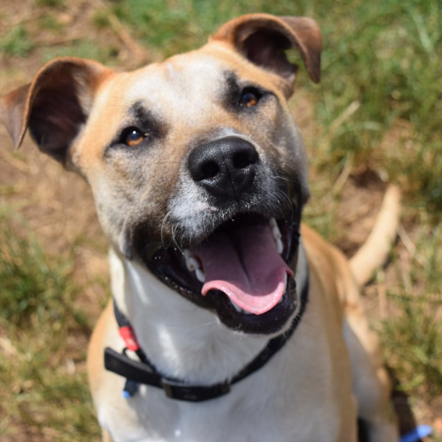 Milo Small Male Staffordshire Bull Terrier x Labrador Retriever Mix Dog in NSW PetRescue