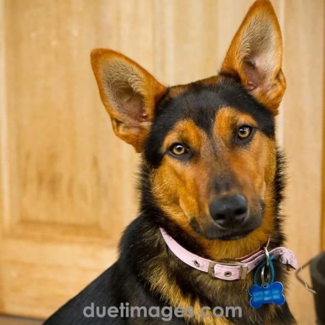 Hazel - Medium Female German Shepherd x Kelpie Dog in VIC - PetRescue