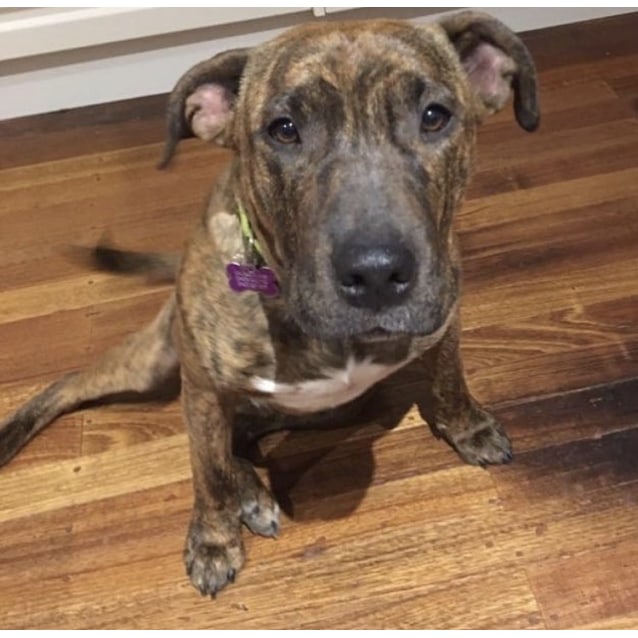 Mr Magoo Cat Friendly Pup Large Male American Staffordshire