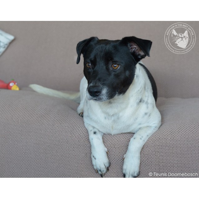 staffy cross foxy puppies