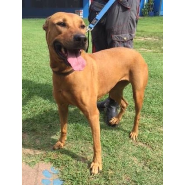 bull arab x ridgeback