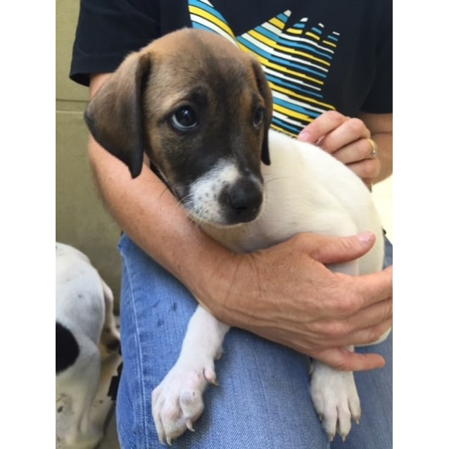 short haired terrier mix