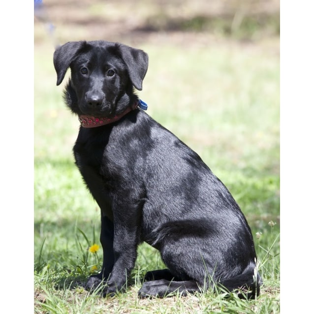 Dogs Belgian Shepherd X Labrador Cross Breed Belgian Shepherd And