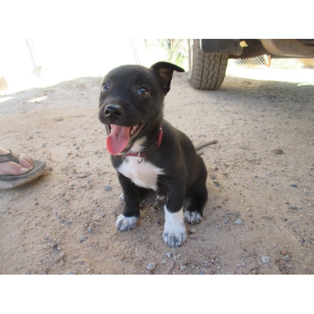 border collie chihuahua mix name