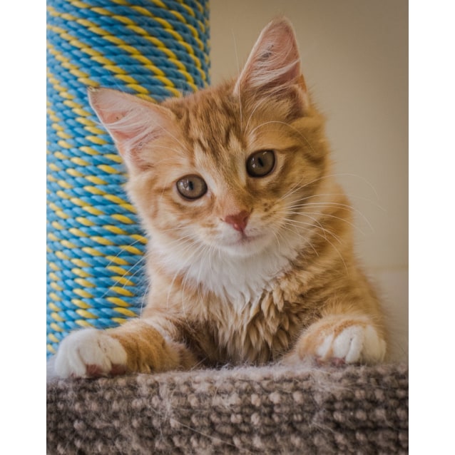 Ginger Meggs Female Domestic Medium Hair Mix Cat In Sa Petrescue