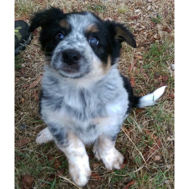 border collie x smithfield