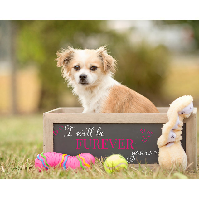 Rascal Small Male Long Hair Chihuahua X Papillon Mix Dog In Qld