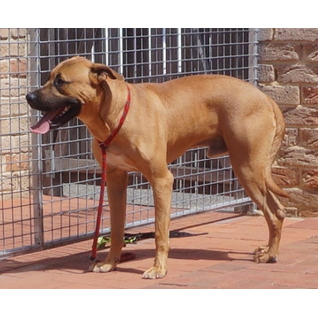 Porter Large Male Rhodesian Ridgeback x Rottweiler Mix Dog in WA PetRescue
