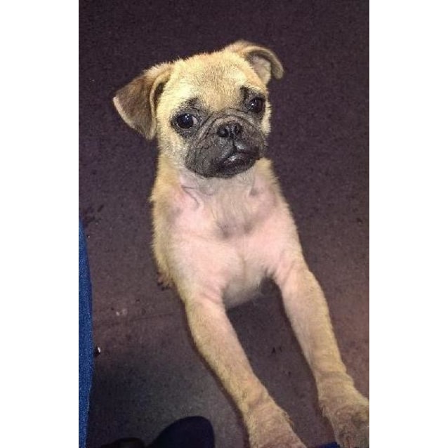 Molly the pug