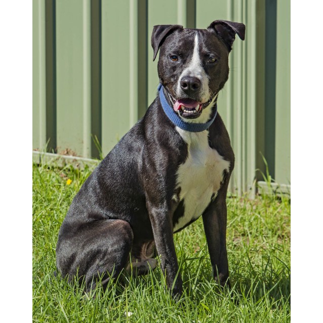 Spartan Medium Male Boxer x American Staffordshire Terrier Mix Dog in NSW PetRescue