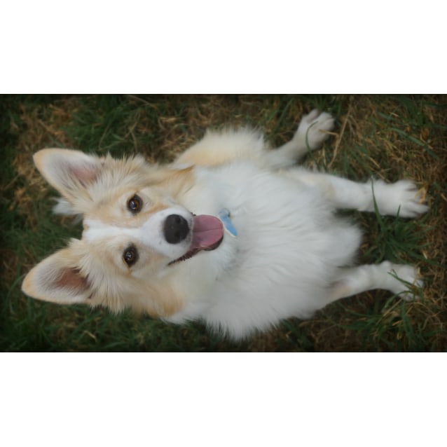 pomeranian cross border collie